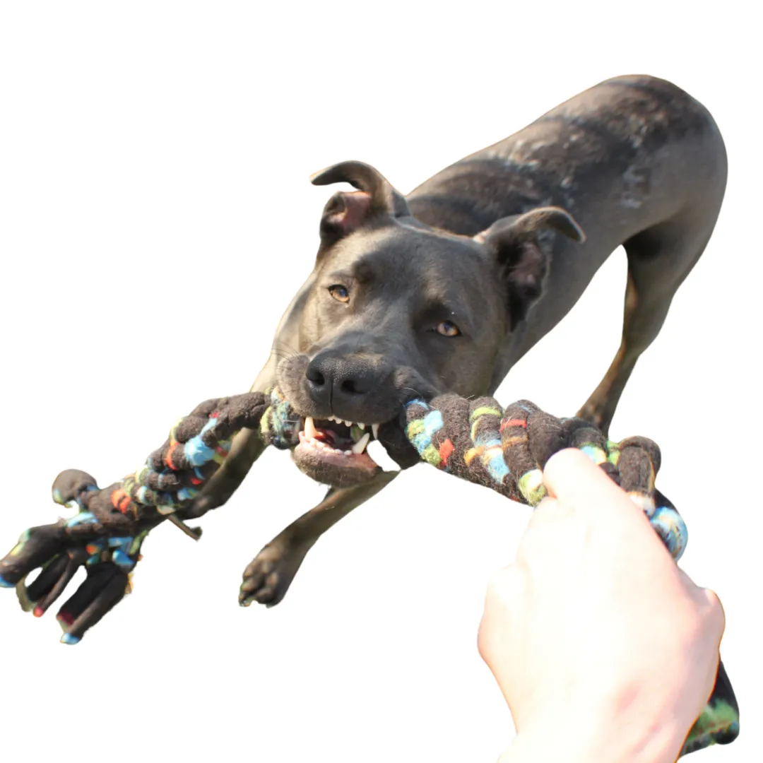 2024 Puppy Pack