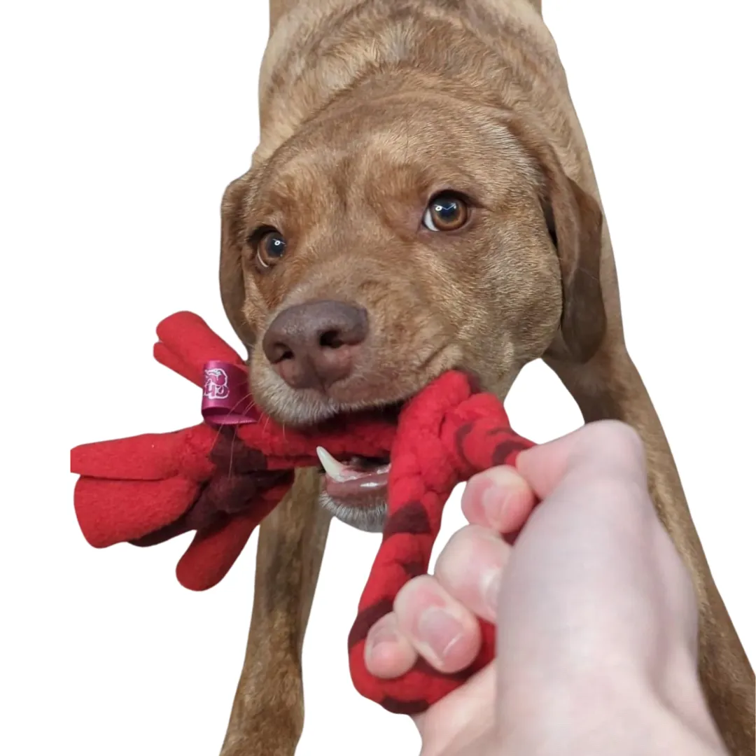 2024 Puppy Pack